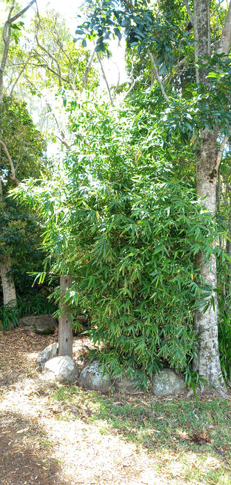 Chinese Dwarf (Bambusa guangxiensis)