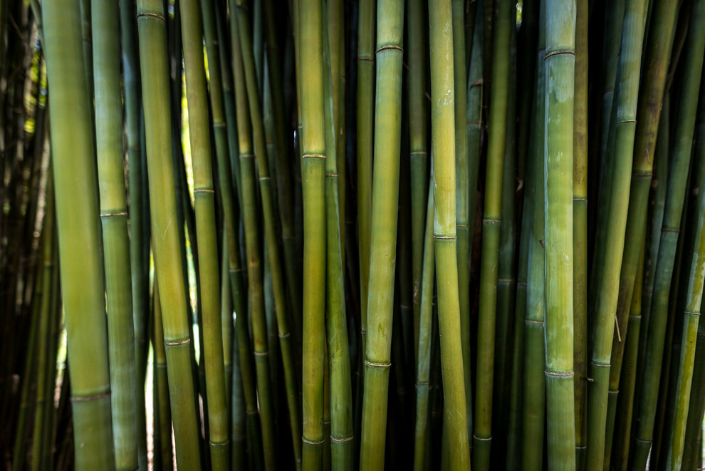 Bamboo Pole cut green