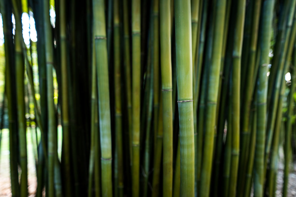 Monastery Ornamental Bamboo (Thyrostachys Siamensis)