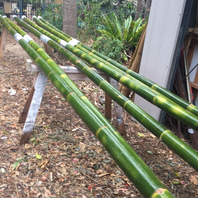 Oldhamii - Sweet Shoot Bamboo (Bambusa Oldhamii)