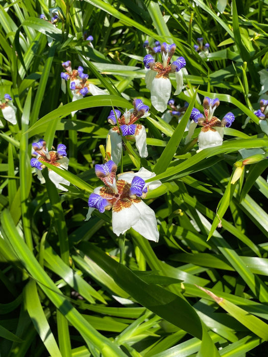 Walking Iris - Neomarica gracilis - Tropical foliage