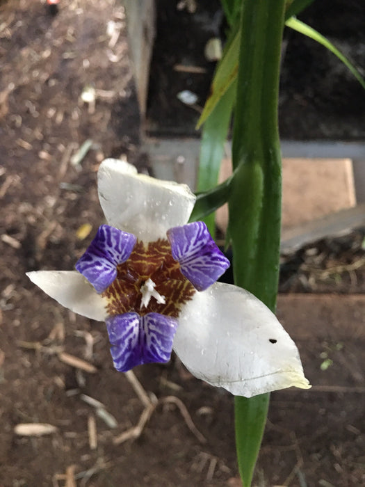 Walking Iris - Neomarica gracilis - Tropical foliage
