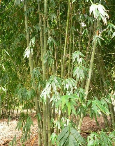 Green Ghost Bamboo (Bambusa Dendrocalamus minor)