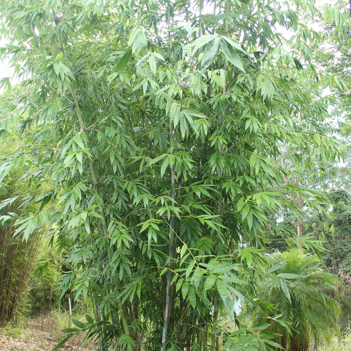 Spring - Time to plant your Privacy Screen ! 10% Discount in October.