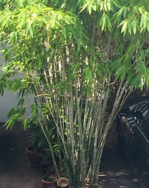 Planting & Caring for Clumping Bamboo