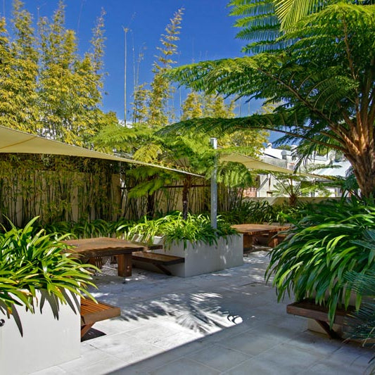 Gracilis screen in Byron Bay