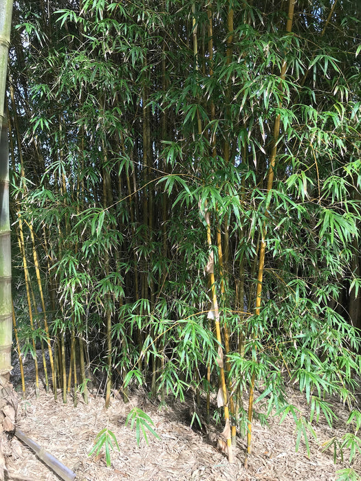 China Gold (Bambusa eutuldoides var Viri-vittata)