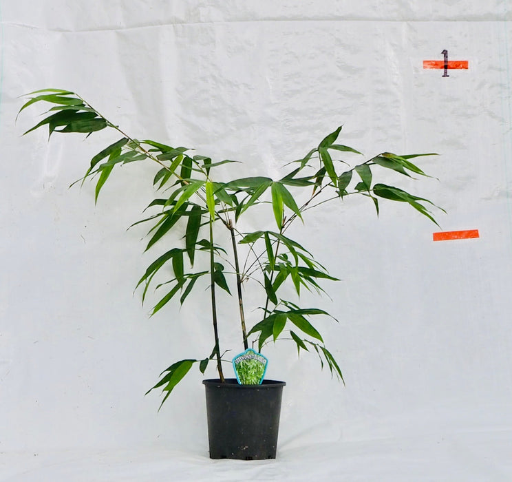 Ghost Bamboo (Dendrocalamus minor var Amoenus)