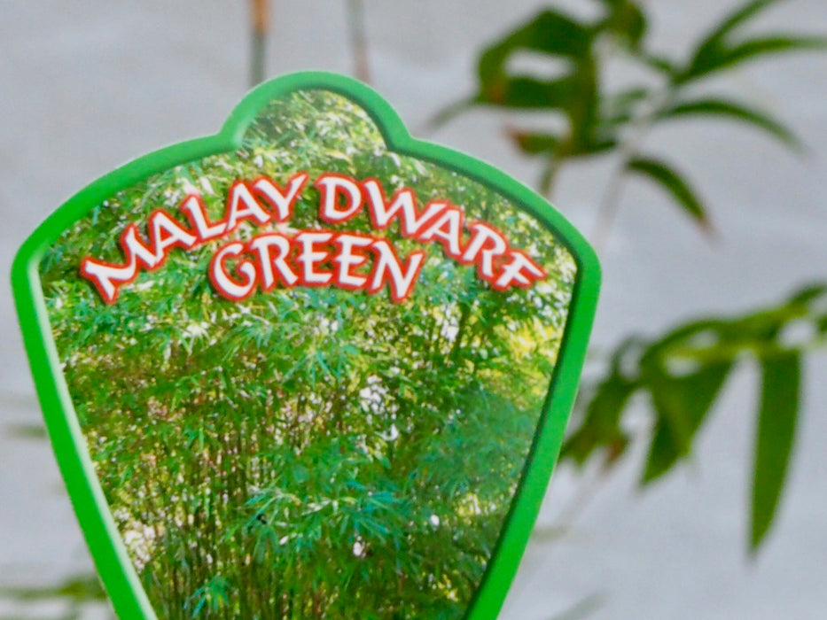 Malay Dwarf Green (Bambusa heterostachya)