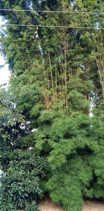Thai Silk Bamboo (Bambusa Nana - Fine Leaf)