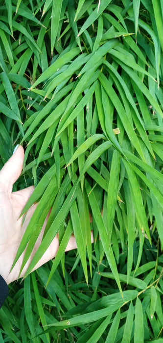 Thai Silk Bamboo (Bambusa Nana - Fine Leaf)