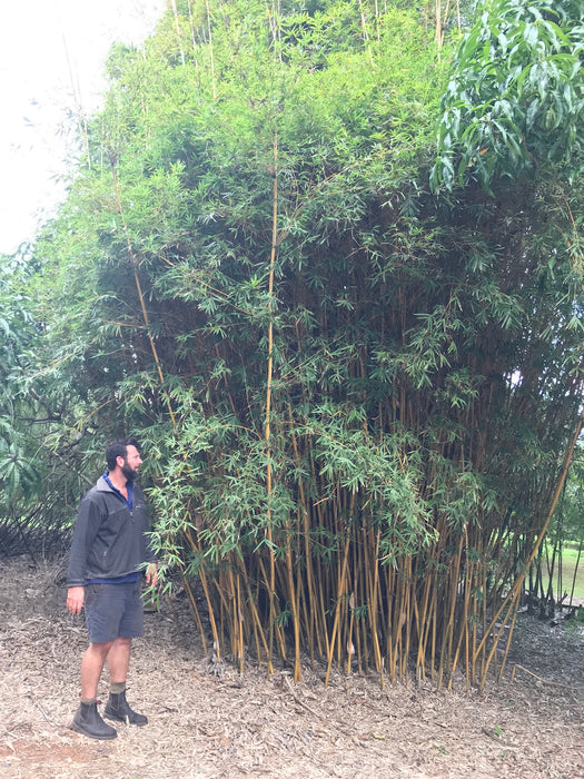 Alphonse Karr (Bambusa mulitplex cv Alphonse Karr)