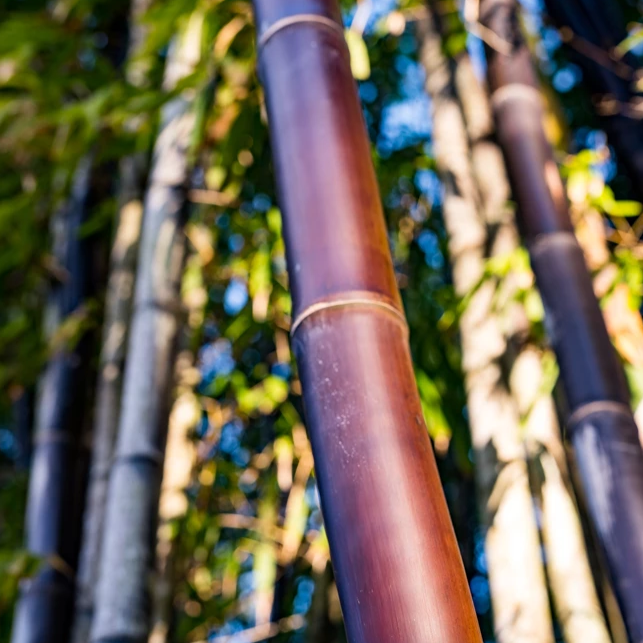 Java Black (Gigantochloa atroviolacea) — ByronBayBamboo