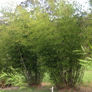Bambusa Barbeletta