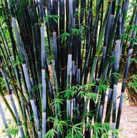 Bambusa Barbeletta