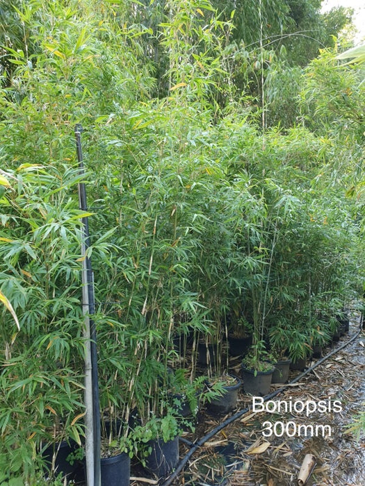 Bambusa Boniopsis