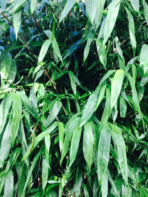 Garden Bamboo - Gigantochloa Wrayii