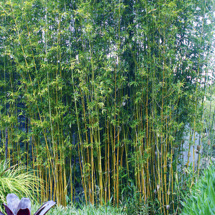 Goldstripe Bamboo (Bambusa Multiplex Goldstripe)