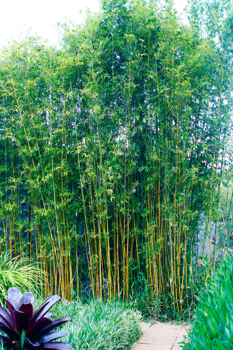 Goldstripe Bamboo (Bambusa Multiplex Goldstripe)