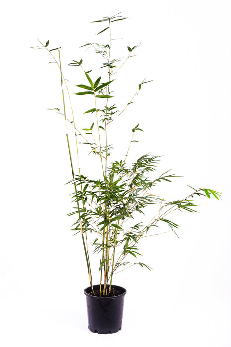 Albostriata Creamstripe (Bambusa spp albostriata)