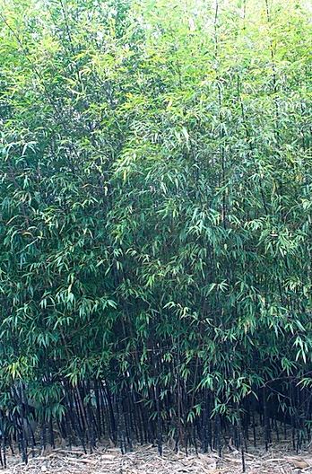 Black Bamboo Nigra - Premium Black Running Bamboo (Phyllostachys nigra)