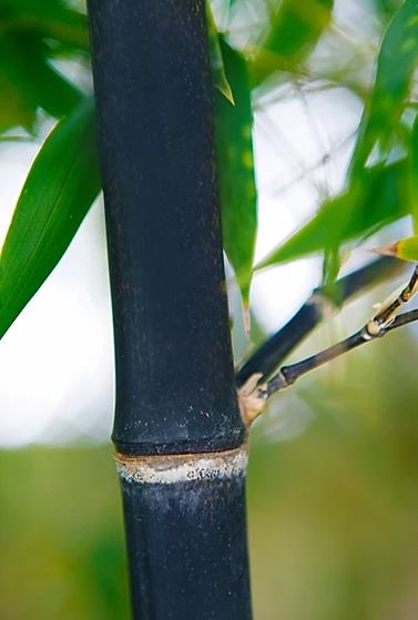 Black Bamboo Nigra - Premium Black Running Bamboo (Phyllostachys nigra)