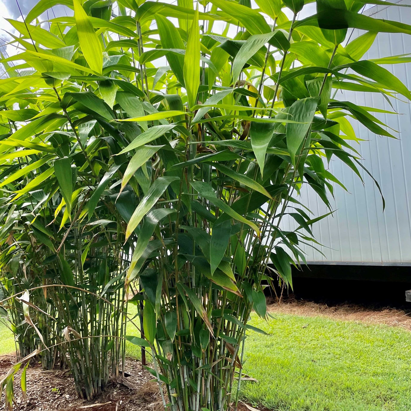 Grasses & Tropical plants