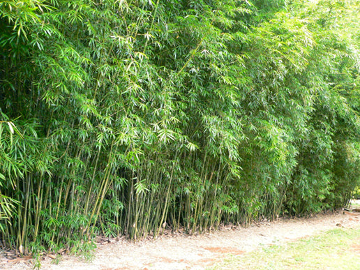 Albostriata Creamstripe (Bambusa spp albostriata)