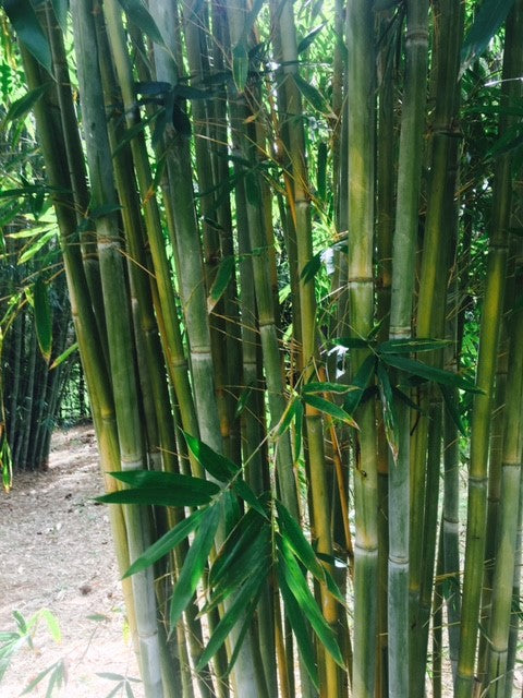 jade bamboo plant Taiwan Jade (Bambusa dolichomerithalia) — ByronBayBamboo