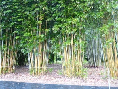 Taiwan Jade (Bambusa dolichomerithalia)
