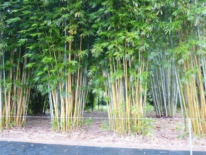 jade bamboo plant Taiwan Jade (Bambusa dolichomerithalia) — ByronBayBamboo