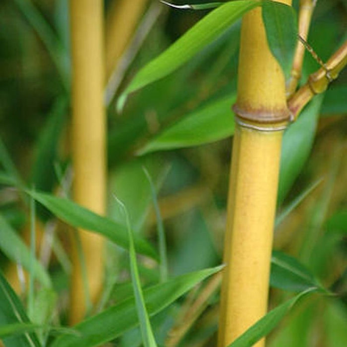 Golden Goddess Bamboo (Bambusa multiplex cv Golden Goddess)