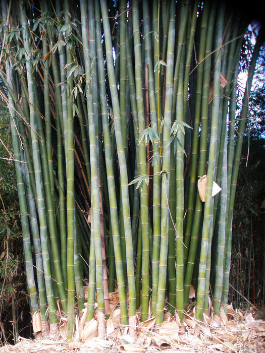 Latiflorus (Taiwan Giant) Bamboo