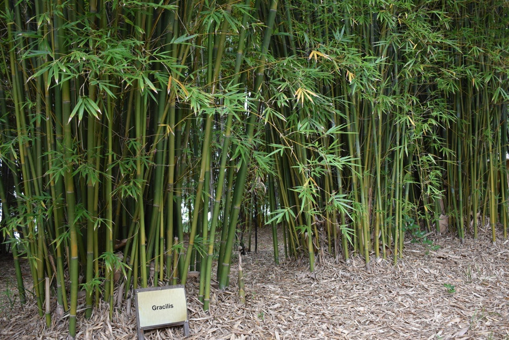 Gracilis Slender Weaver (Bambusa textilis var gracilis)