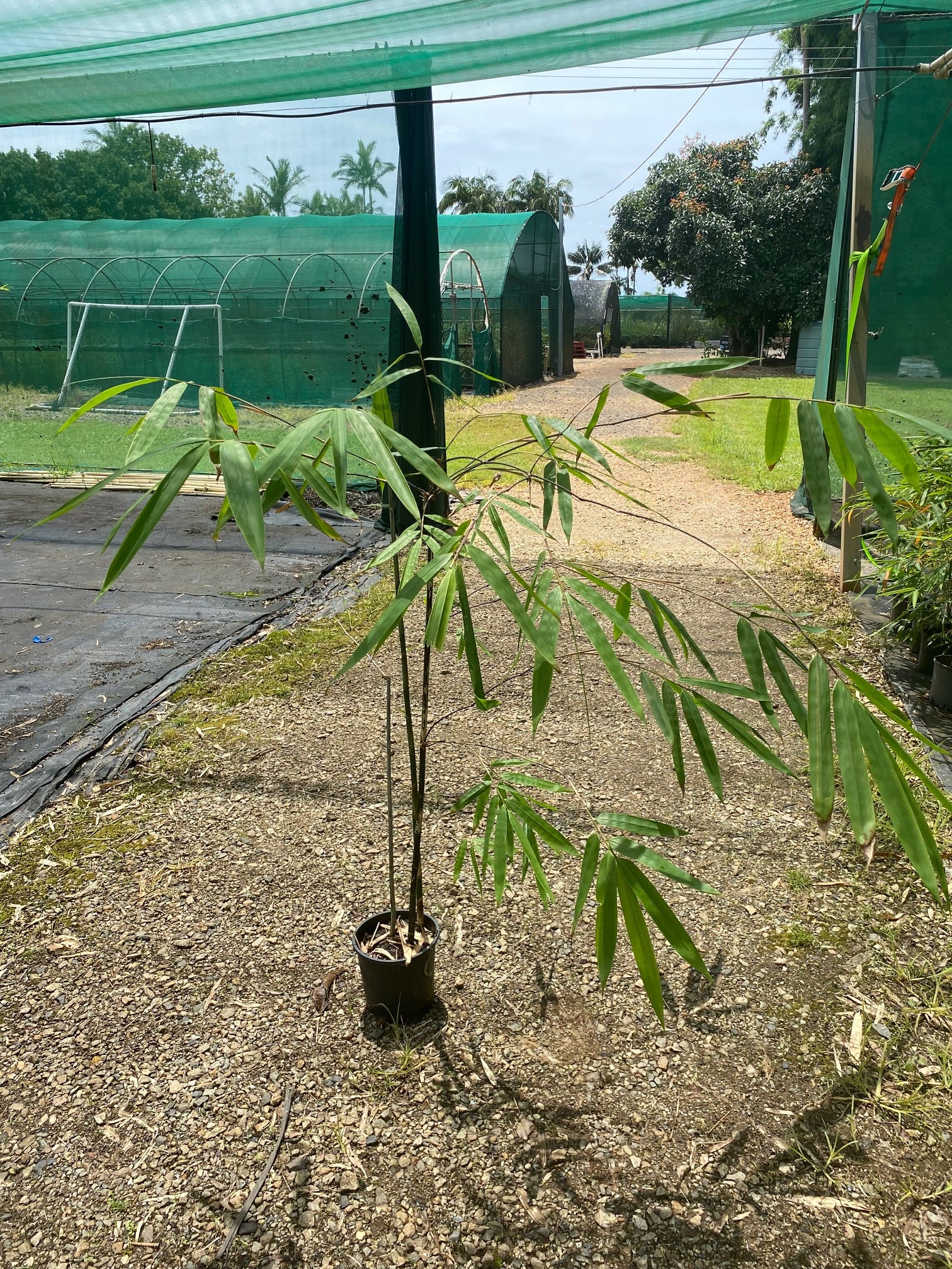 Java Black (Gigantochloa atroviolacea) — ByronBayBamboo