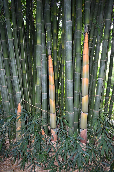Latiflorus (Taiwan Giant) Bamboo
