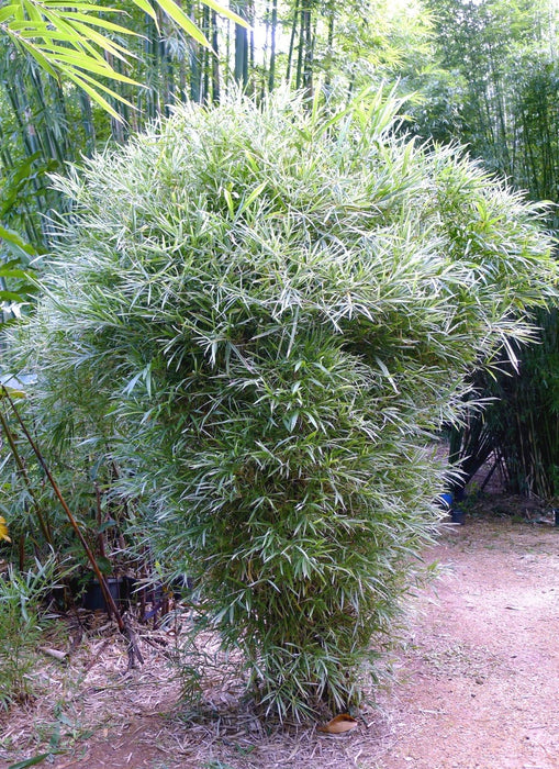 Stand alone bamboo - dry tolerant
