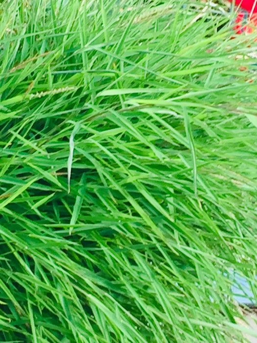Baby Panda Grass - miniature bamboo looking grass