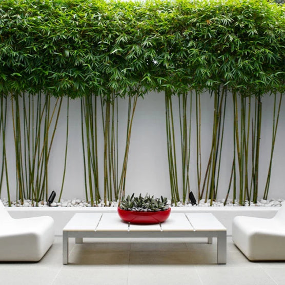Bamboo for Pots & Troughs